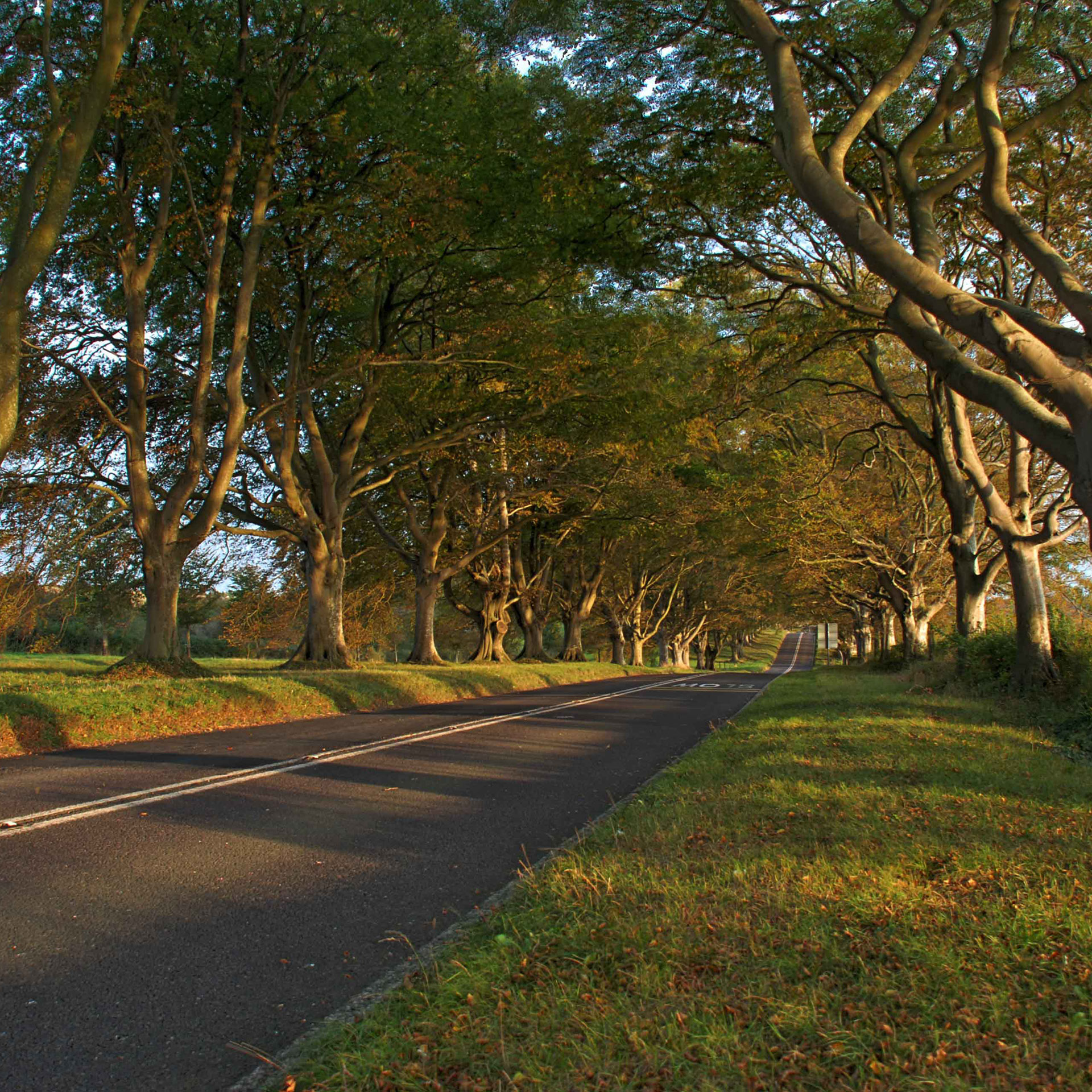 Dorset lane