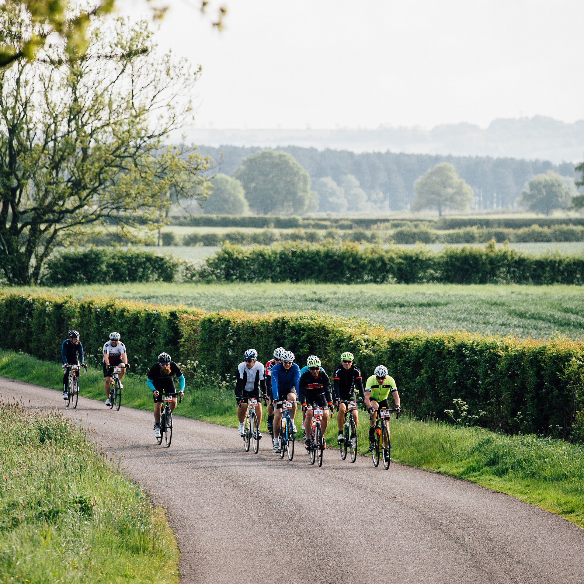 The Arrow Sportive