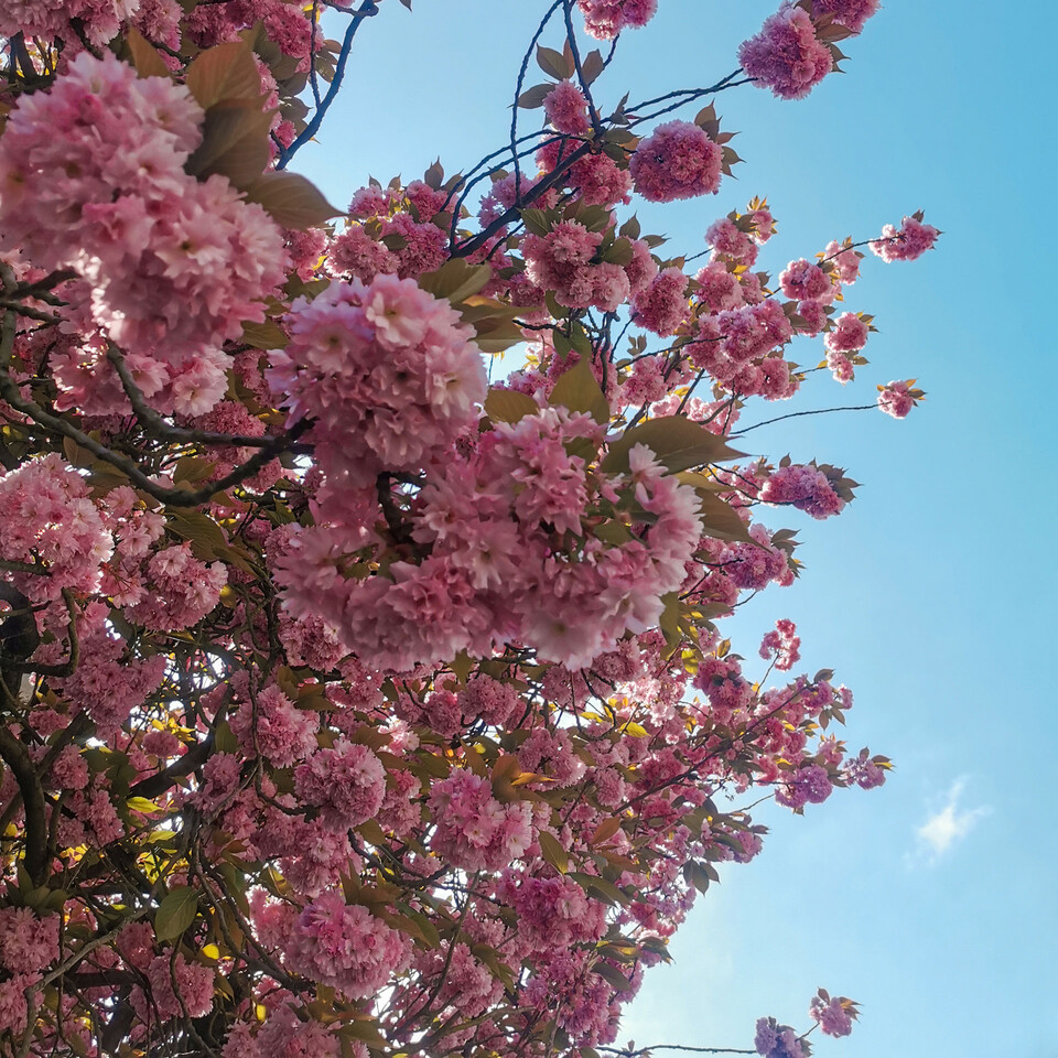 Blossom on Tree