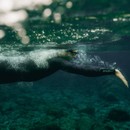 Orca Athlex Flex V2 Wetsuit