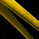 Colnago Y1RS Tour De France Special Edition Road Frameset